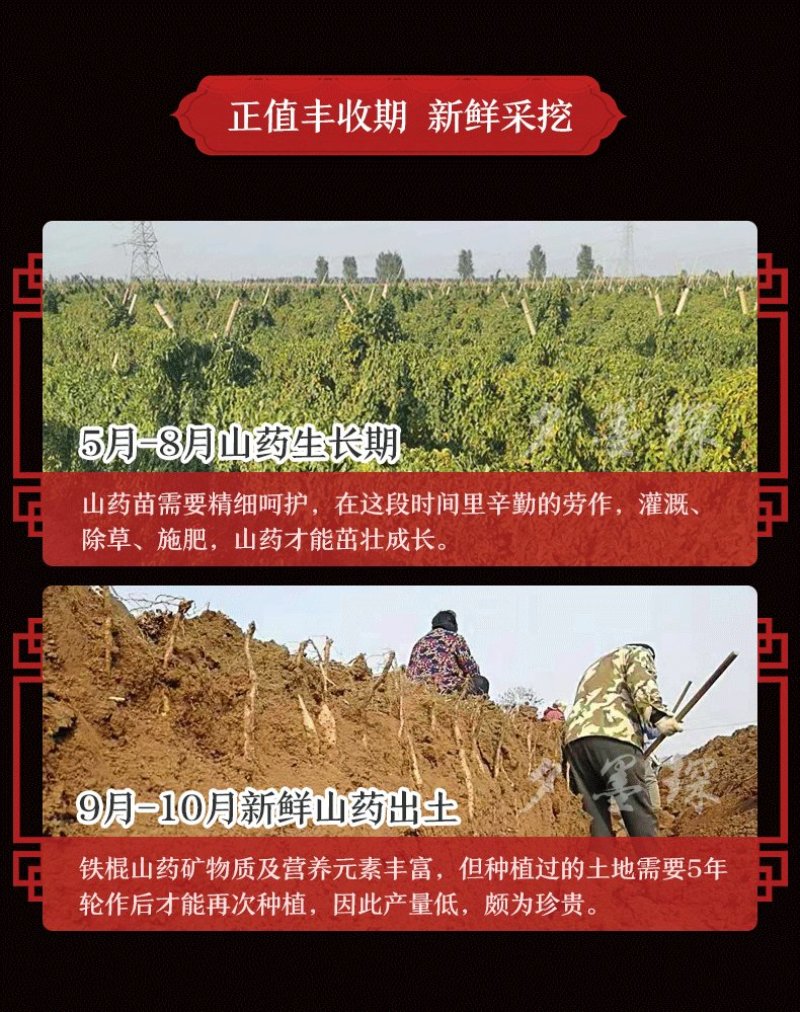 新鲜正宗铁棍山药口感甜糯粉五斤包邮现挖现发