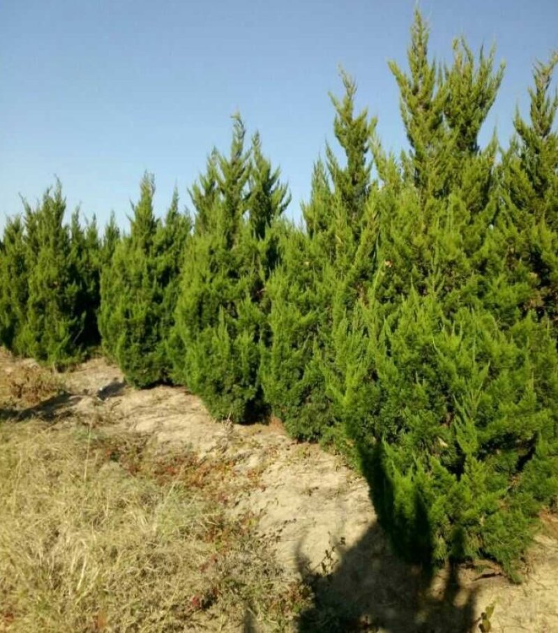龙柏龙柏球小龙柏2--3米产地直销可以看货