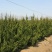 龙柏龙柏球小龙柏2--3米产地直销可以看货