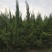龙柏龙柏球小龙柏2--3米产地直销可以看货