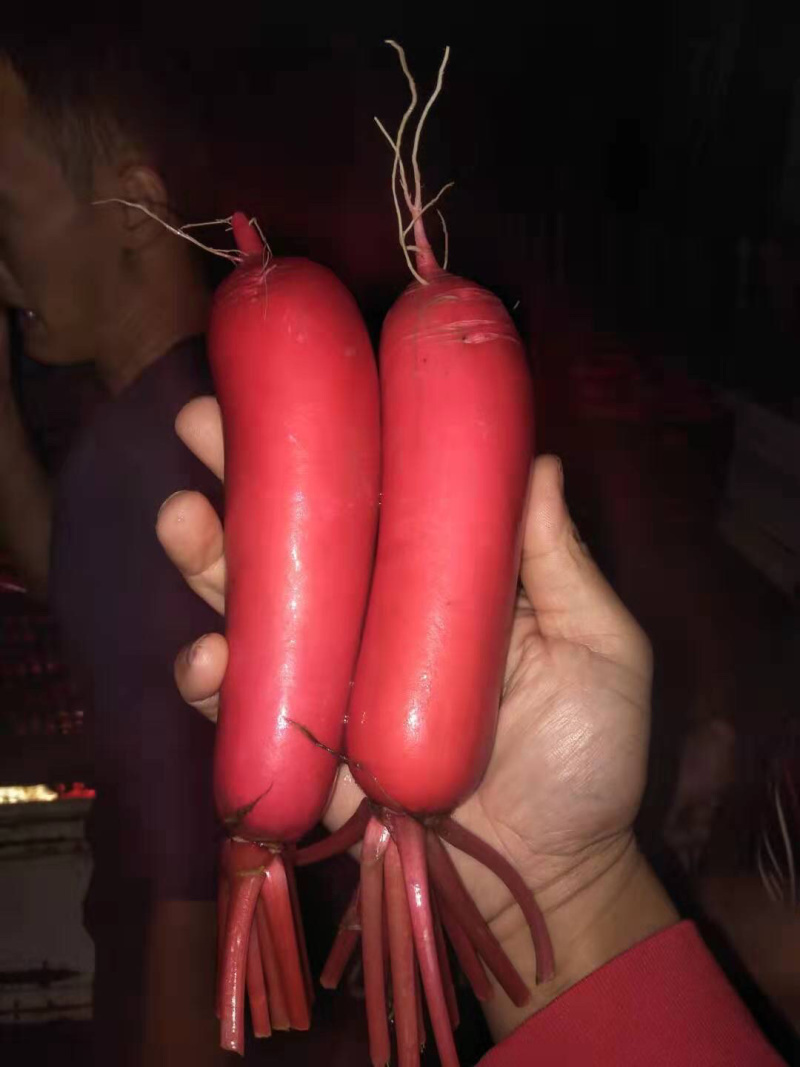 严花香R红皮萝卜