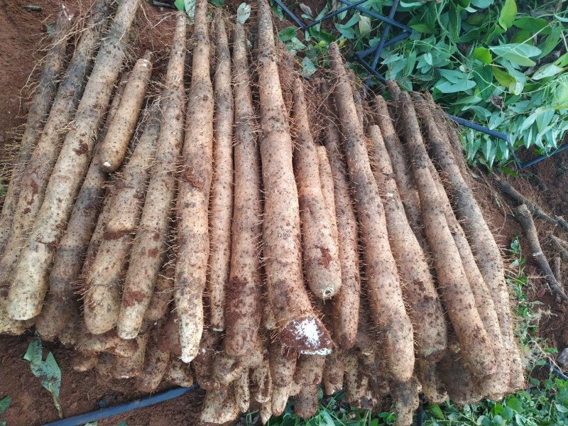 大量供应优质白鬼，黑鬼，广西山药，粉面香糯，口感好。