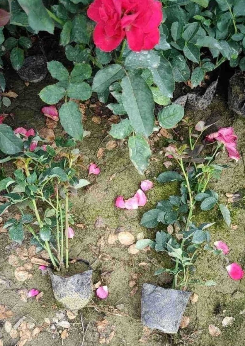 月季月季树丰华月季产地直销可以看货