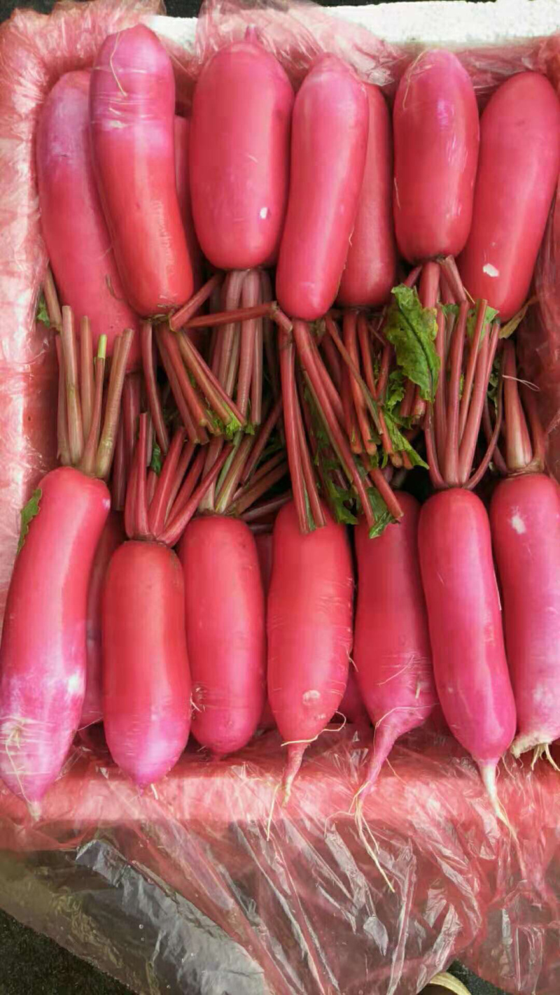 严花香R红皮萝卜
