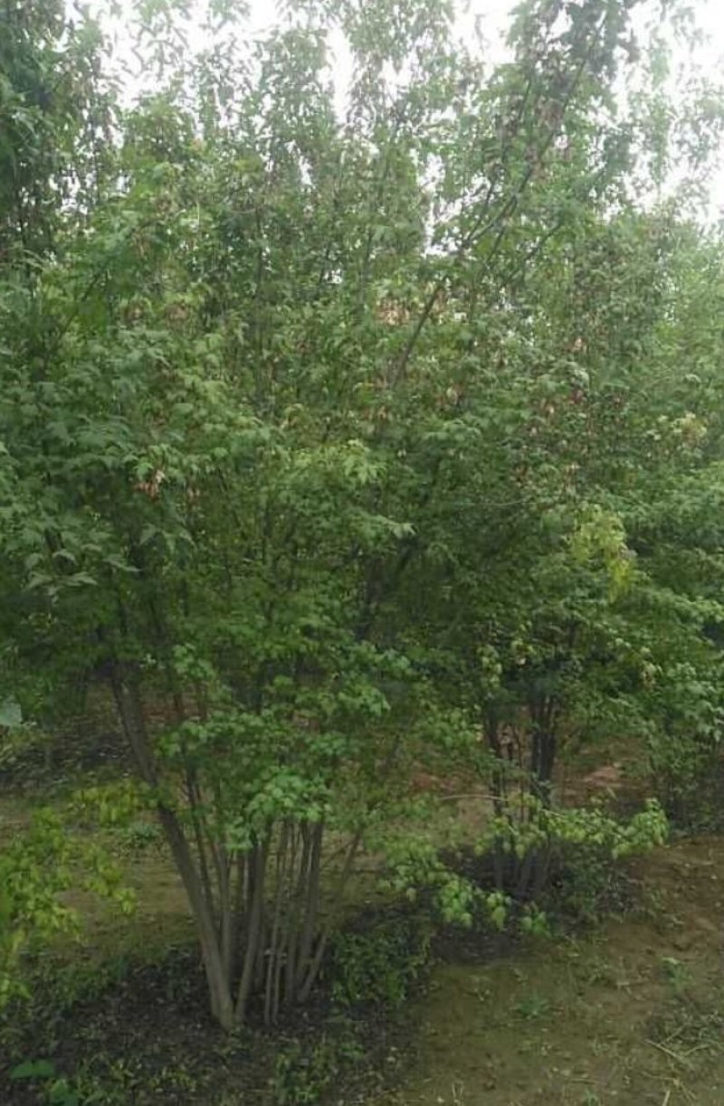 茶条槭丛生茶条槭2--5高产地直销可以看