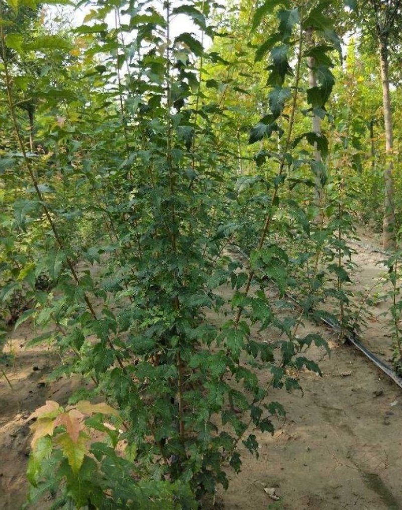 茶条槭丛生茶条槭2--5高产地直销可以看