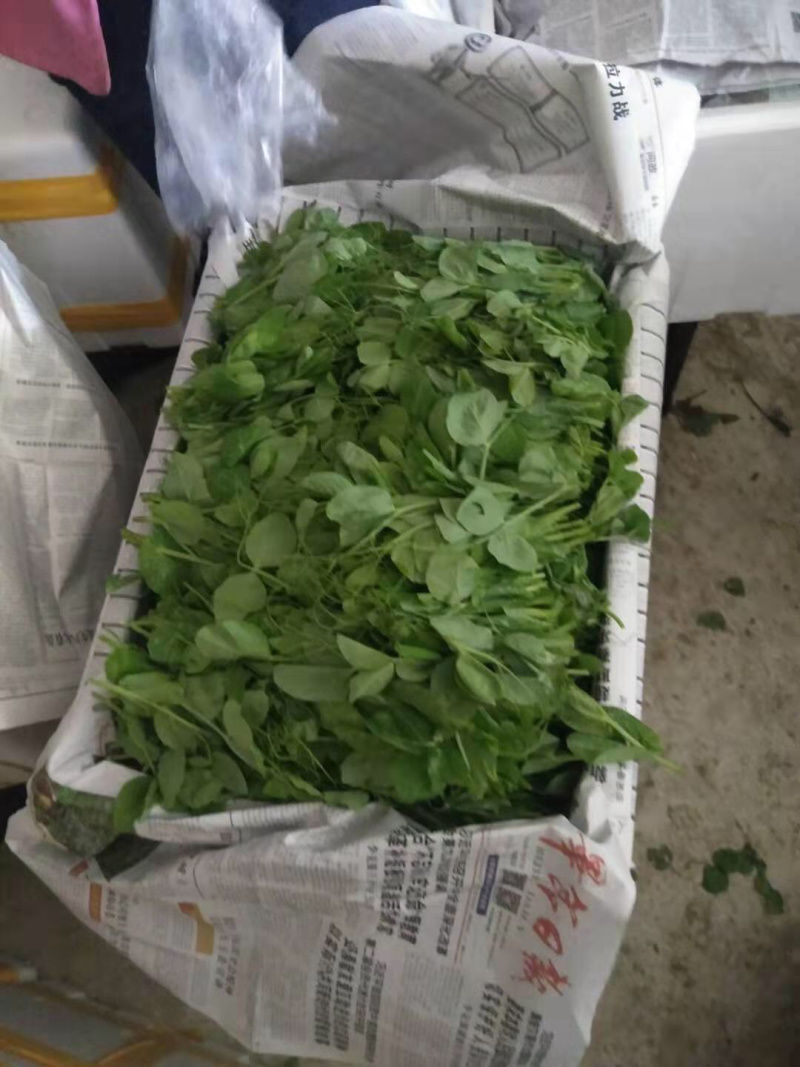 蔬香兴隆（豌豆尖）