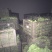蔬香兴隆（豌豆尖）