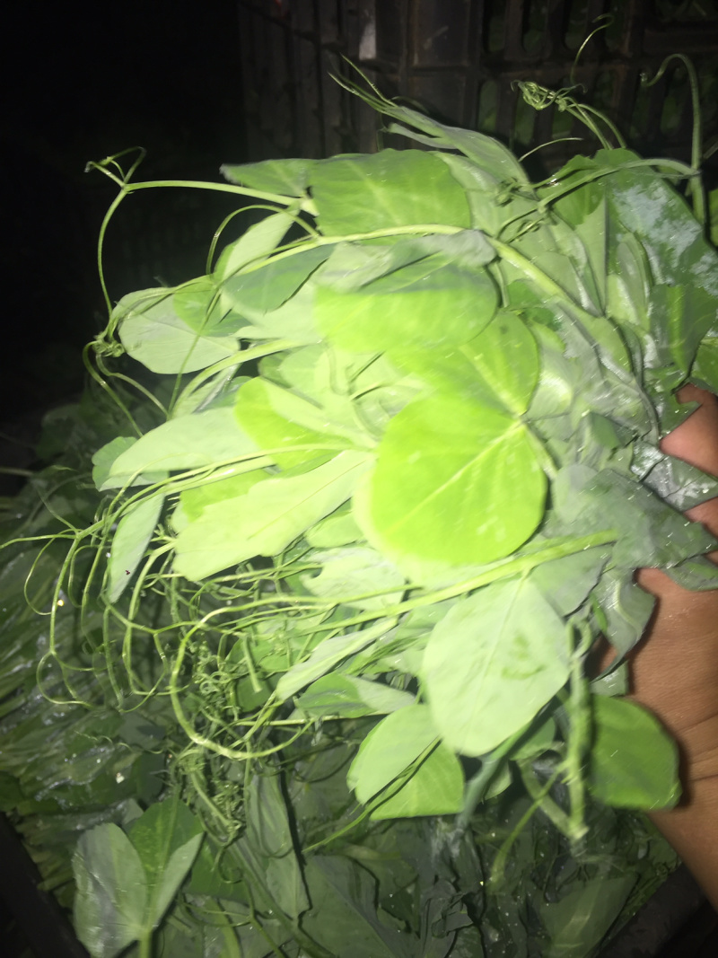 蔬香兴隆（豌豆尖）