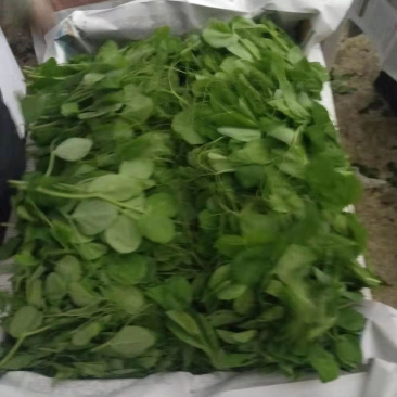 蔬香兴隆（豌豆尖）