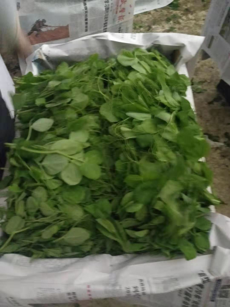 蔬香兴隆（豌豆尖）