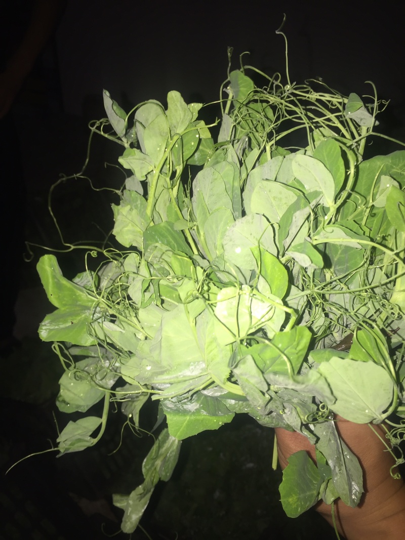 蔬香兴隆（豌豆尖）