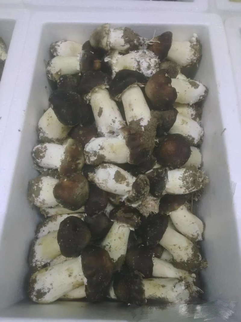蘑菇菌种，姬松茸栽培种，生产种