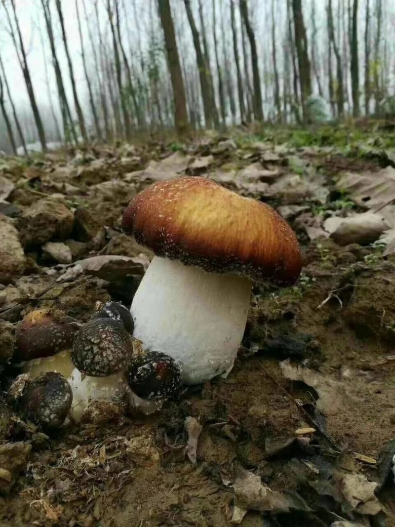 蘑菇菌种，姬松茸栽培种，生产种