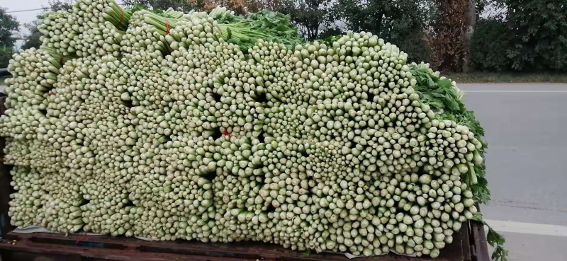 砀山县优质西芹，产地直销，供应全国，诚实第一，事实报价