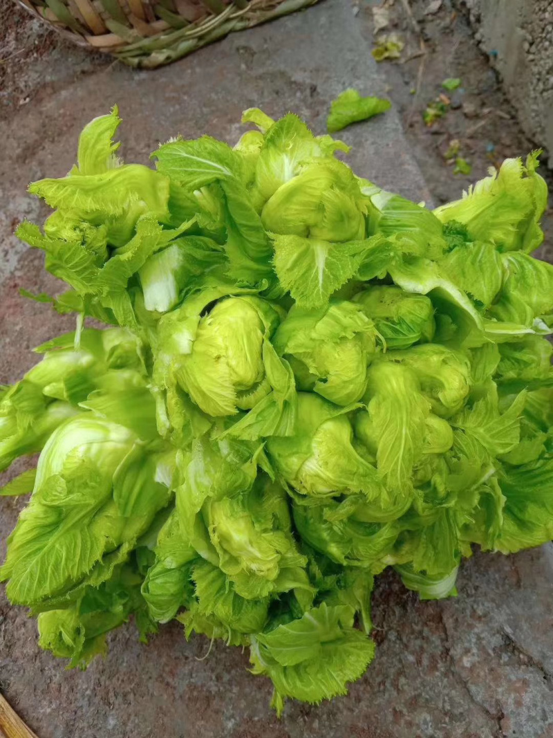 🔥热销🔥儿菜，品种纯正优良品质保证价格美丽