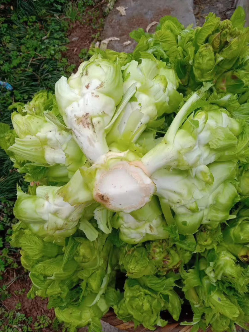 🔥热销🔥儿菜，品种纯正优良品质保证价格美丽