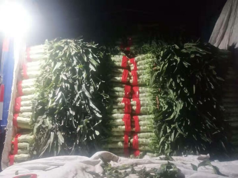 福建红叶莴笋大量上市供应
