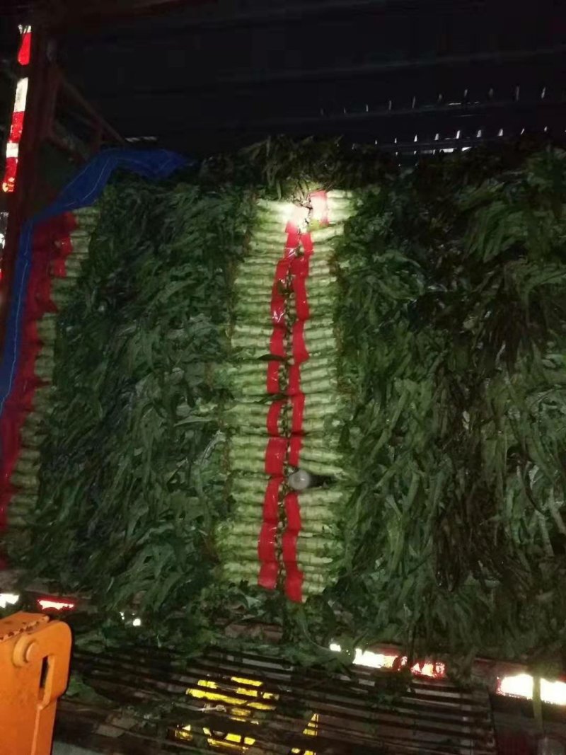 精品莴笋万亩产地实力代办一条龙服务