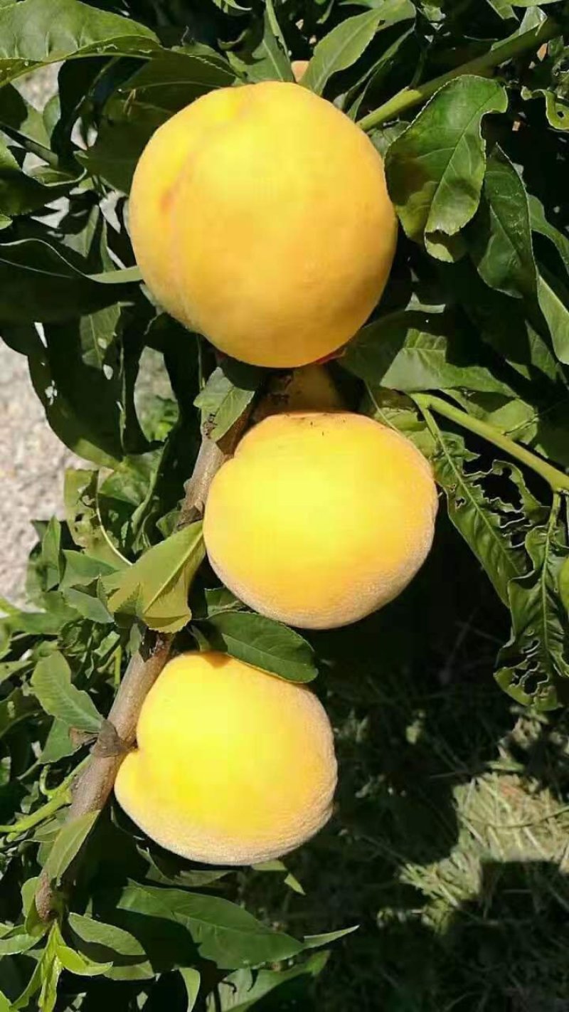 【有好货】锦春黄桃苗，6月5号成熟，不套袋果面全黄，