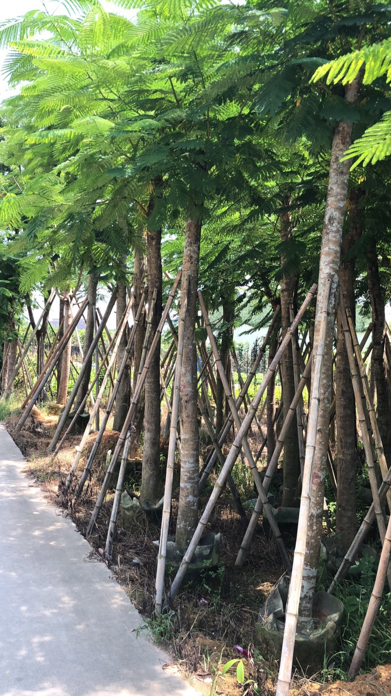 凤凰木