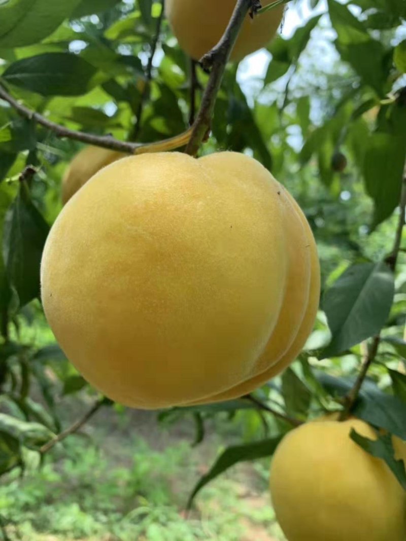 黄桃苗锦花黄桃苗，9月中旬成熟个头半斤以上，果面果肉全黄