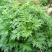 野生香艾草种子四季种植食用艾叶艾蒿五月艾斩艾种子