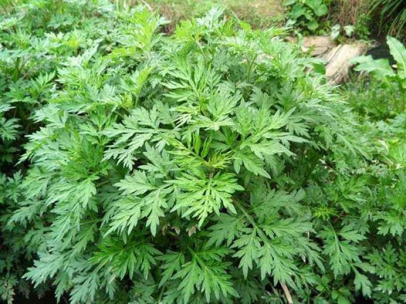 野生香艾草种子四季种植食用艾叶艾蒿五月艾斩艾种子