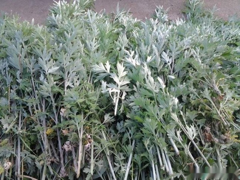 野生香艾草种子四季种植食用艾叶艾蒿五月艾斩艾种子