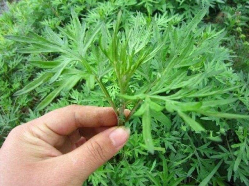 野生香艾草种子四季种植食用艾叶艾蒿五月艾斩艾种子
