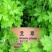 野生香艾草种子四季种植食用艾叶艾蒿五月艾斩艾种子