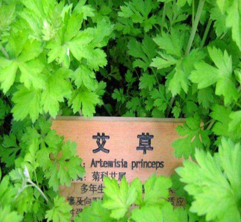野生香艾草种子四季种植食用艾叶艾蒿五月艾斩艾种子