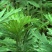 野生香艾草种子四季种植食用艾叶艾蒿五月艾斩艾种子