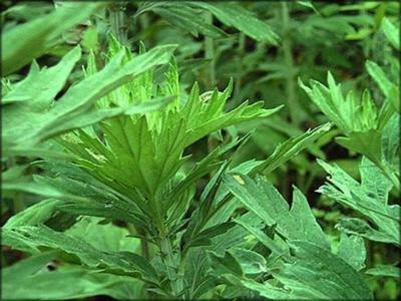 野生香艾草种子四季种植食用艾叶艾蒿五月艾斩艾种子