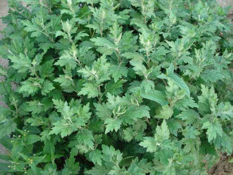 野生香艾草种子四季种植食用艾叶艾蒿五月艾斩艾种子