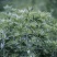 野生香艾草种子四季种植食用艾叶艾蒿五月艾斩艾种子
