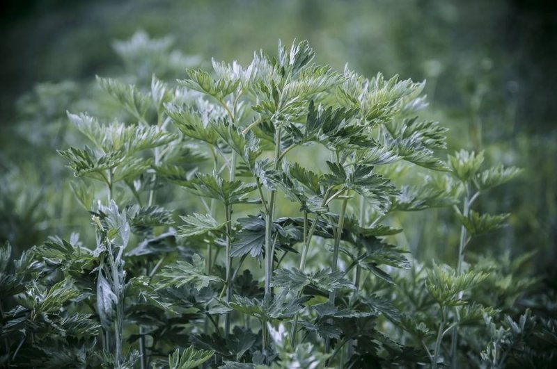 野生香艾草种子四季种植食用艾叶艾蒿五月艾斩艾种子