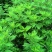 野生香艾草种子四季种植食用艾叶艾蒿五月艾斩艾种子