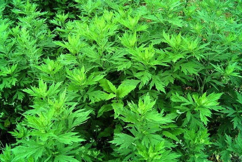 野生香艾草种子四季种植食用艾叶艾蒿五月艾斩艾种子