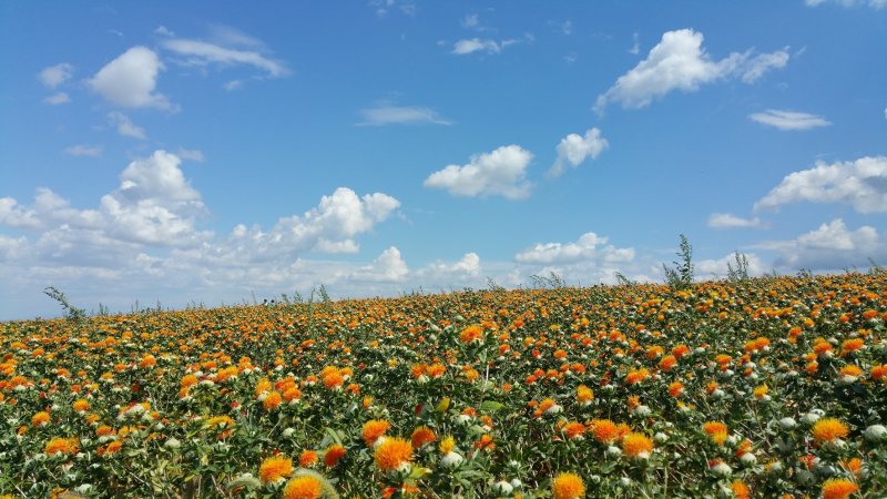 红花籽种优质草红花籽藏红花红花子干净无杂质