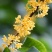 桂花种子新种子四季桂金桂沉香八月桂花树种子桂花种籽