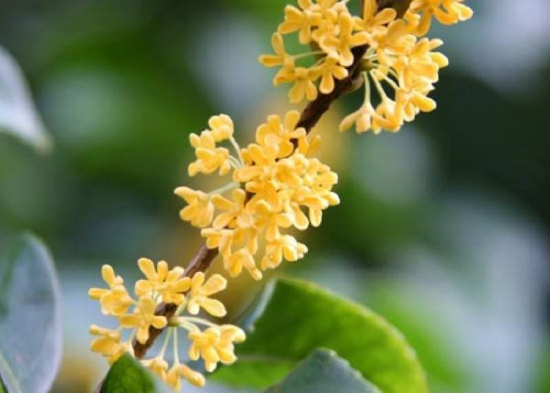 桂花种子新种子四季桂金桂沉香八月桂花树种子桂花种籽