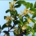 桂花种子新种子四季桂金桂沉香八月桂花树种子桂花种籽
