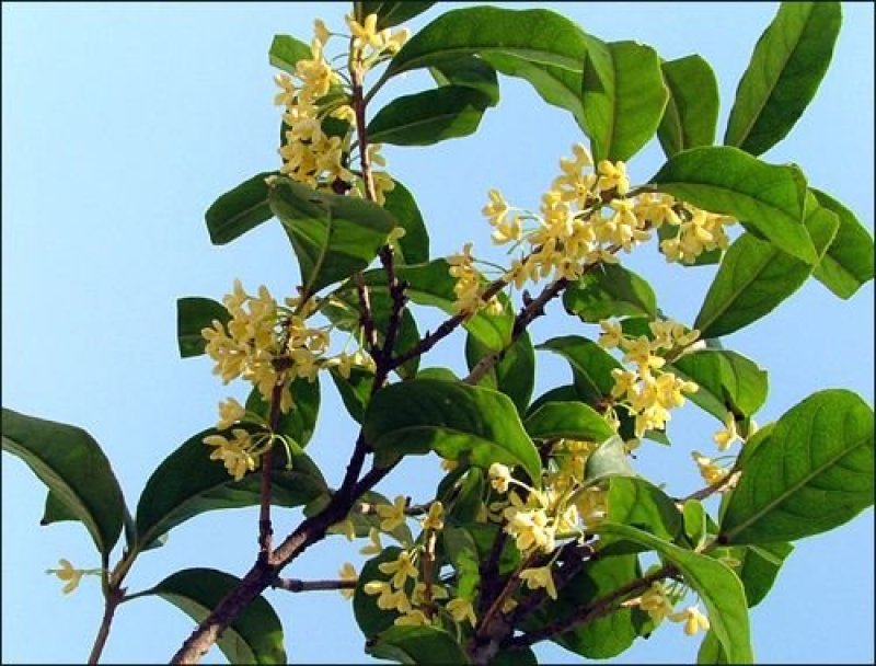 桂花种子新种子四季桂金桂沉香八月桂花树种子桂花种籽