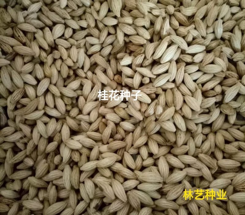 桂花种子新种子四季桂金桂沉香八月桂花树种子桂花种籽