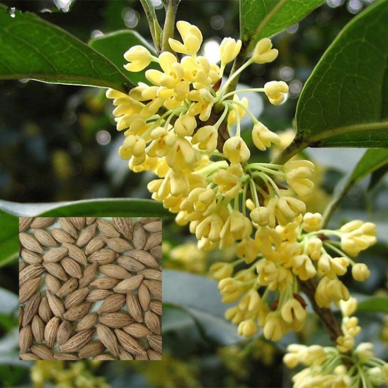 桂花种子新种子四季桂金桂沉香八月桂花树种子桂花种籽