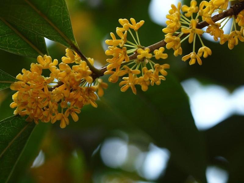 桂花种子新种子四季桂金桂沉香八月桂花树种子桂花种籽