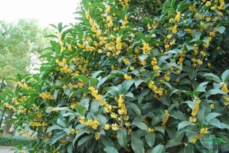 桂花种子新种子四季桂金桂沉香八月桂花树种子桂花种籽