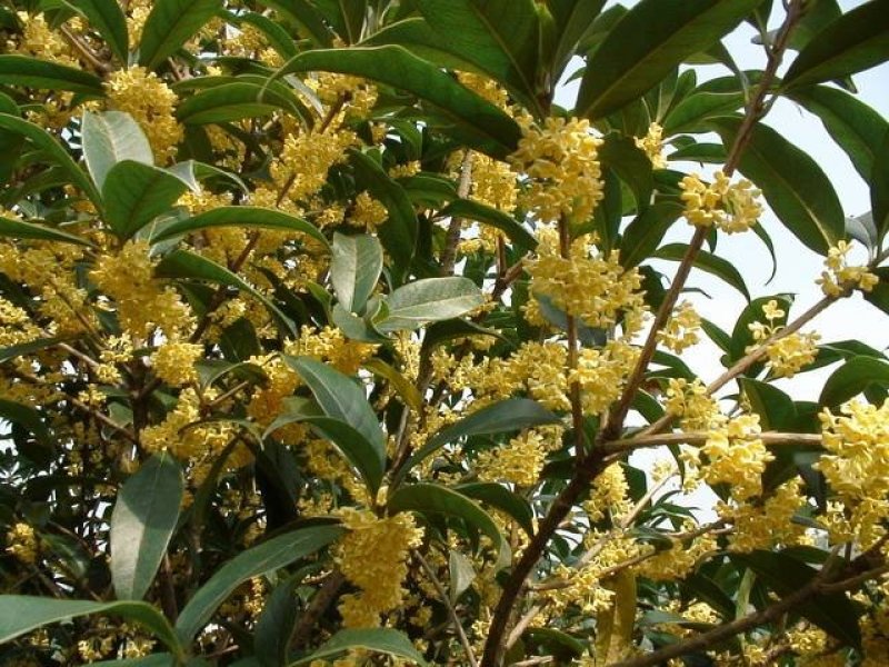 桂花种子新种子四季桂金桂沉香八月桂花树种子桂花种籽