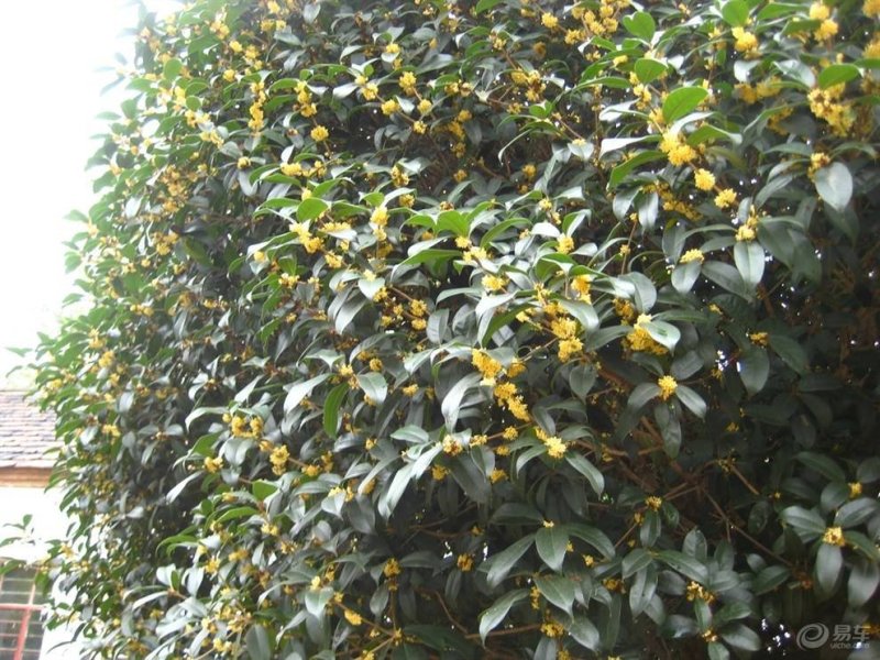 桂花种子新种子四季桂金桂沉香八月桂花树种子桂花种籽
